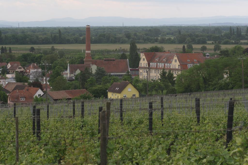 Gite Duplex Du Vignoble Alsace Rouffach Ngoại thất bức ảnh
